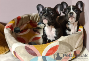 Photo №4. I will sell french bulldog in the city of Москва. from nursery - price - negotiated