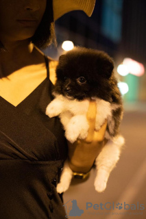 Photo №3. Pomeranian puppies. Russian Federation