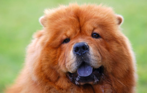 Photo №2. Mating service chow chow. Price - negotiated