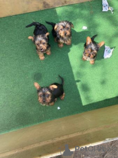 Photo №3. Yorkshire terrier puppies for sale ready now. Germany