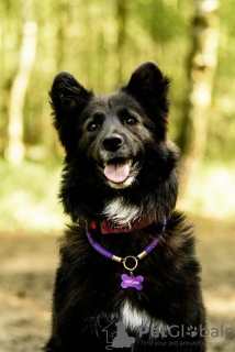 Photo №4. I will sell non-pedigree dogs in the city of Москва. private announcement - price - Is free