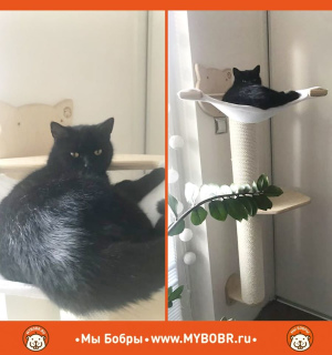 Photo №4. Wall-mounted complex for cats 