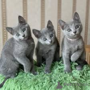 Photo №1. russian blue - for sale in the city of Espoo | 516$ | Announcement № 166951