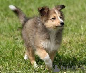 Photo №1. shetland sheepdog - for sale in the city of Tampere | 826$ | Announcement № 169379