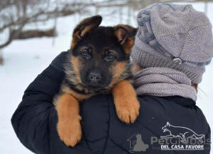Additional photos: The reserve is open. German shepherd puppies. FCI.