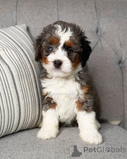 Photo №4. I will sell non-pedigree dogs in the city of Berlin. breeder - price - negotiated