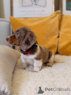 Photo №2 to announcement № 170243 for the sale of dachshund - buy in Germany breeder