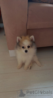 Photo №2 to announcement № 20304 for the sale of pomeranian - buy in Georgia private announcement