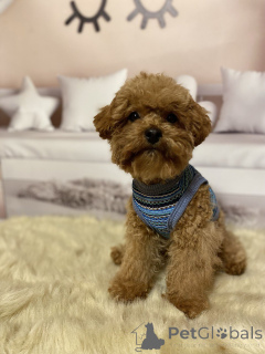 Photo №3. Maltipoo boys. Germany