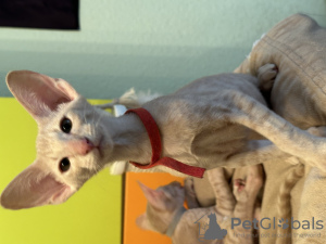 Photo №1. oriental shorthair - for sale in the city of St. Petersburg | 456$ | Announcement № 91857