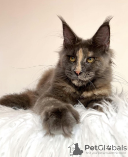 Photo №2 to announcement № 103710 for the sale of maine coon - buy in Germany breeder