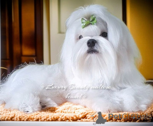 Photo №3. Neperrsheveeni tsucenya Maltese, Korean, FCI. Ukraine