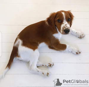 Photo №2 to announcement № 94426 for the sale of welsh springer spaniel - buy in Lithuania private announcement