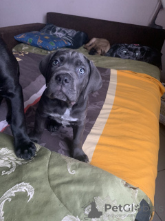 Photo №1. cane corso - for sale in the city of Minsk | negotiated | Announcement № 38261