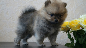 Additional photos: Purebred and very beautiful spitz puppies for sale, with pedigree.