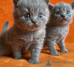 Photo №1. british shorthair - for sale in the city of Flagstaff | 300$ | Announcement № 87606