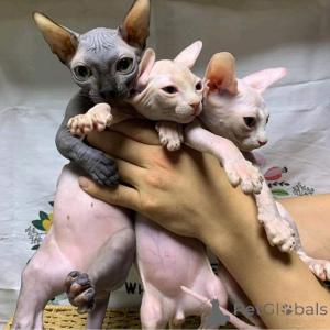 Photo №1. sphynx-katze - for sale in the city of Alken | 329$ | Announcement № 147313