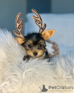 Photo №3.  **Yorkie Puppy Ready for a Loving Home!** . United States
