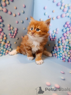 Photo №2 to announcement № 161027 for the sale of maine coon - buy in Russian Federation private announcement