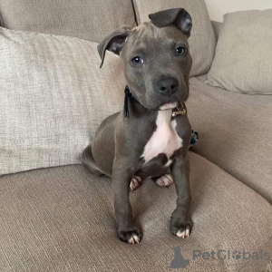 Photo №1. american staffordshire terrier - for sale in the city of London | 775$ | Announcement № 18853