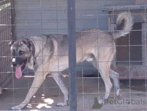 Photo №4. I will sell anatolian shepherd in the city of Kragujevac.  - price - negotiated