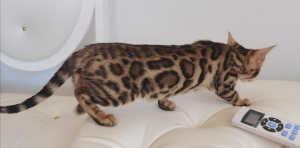 Photo №1. bengal cat - for sale in the city of Orenburg | negotiated | Announcement № 6985