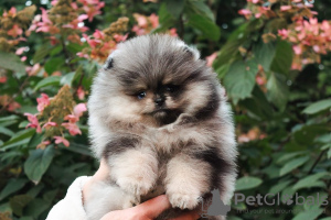 Photo №2 to announcement № 70997 for the sale of non-pedigree dogs - buy in Luxembourg breeder