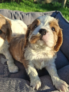 Photo №1. american cocker spaniel, english cocker spaniel, english springer spaniel, welsh springer spaniel, irish water spaniel, spanish water dog, spanisch mastiff, cavalier king charles spaniel, cavalier king charles spaniel, clumber spaniel, russian spaniel, tibetan spaniel - for sale in the city of Tallinn | 1135$ | Announcement № 175524