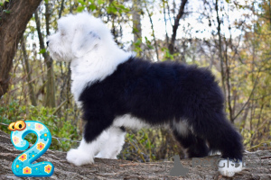 Photo №2 to announcement № 29066 for the sale of bobtail - buy in Ukraine from nursery