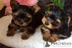 Photo №1. yorkshire terrier - for sale in the city of Chino Valley | 340$ | Announcement № 127717