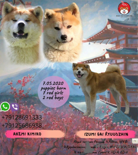 Photo №2 to announcement № 7185 for the sale of akita - buy in Russian Federation private announcement