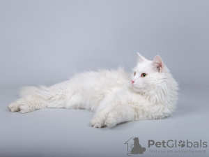Photo №4. I will sell turkish angora in the city of Москва. private announcement - price - Is free