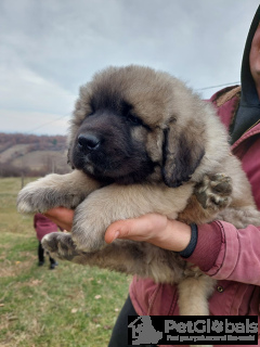 Photo №3. Caucasian Shepherds. Serbia