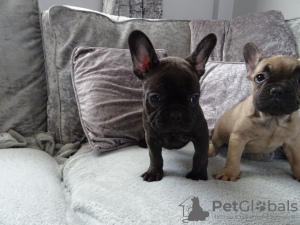 Photo №2 to announcement № 99951 for the sale of french bulldog - buy in Germany private announcement