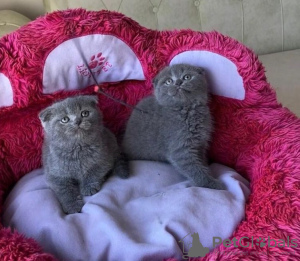 Photo №1. scottish fold - for sale in the city of Berlin | negotiated | Announcement № 128808