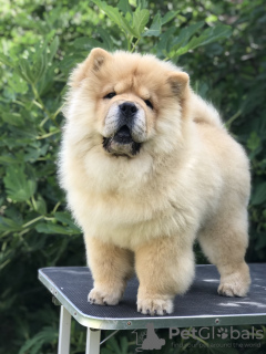 Additional photos: Chow Chow puppies for sale!