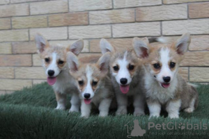 Additional photos: Welsh Corgi Pembroke puppies