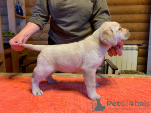 Photo №2 to announcement № 9277 for the sale of labrador retriever - buy in Russian Federation breeder