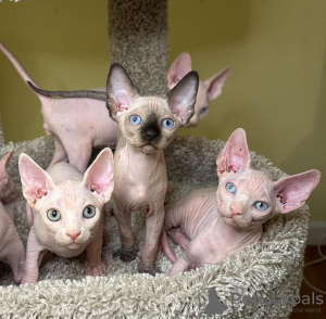 Photo №3. Pedigree Sphynx male and female kittens. Germany