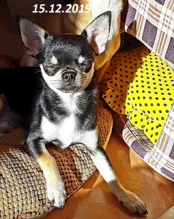 Photo №1. chihuahua - for sale in the city of Sevastopol | 608$ | Announcement № 4934