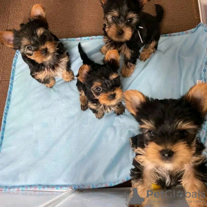 Photo №1. yorkshire terrier - for sale in the city of Helsinki | 423$ | Announcement № 107787
