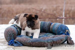 Photo №3. Puppy American Akita. Belarus