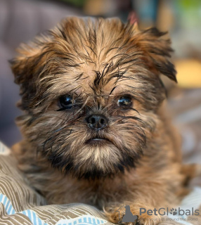 Additional photos: Gryffindor puppies