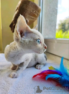 Photo №3. Kittens Devon Rex for sale Business Whatsapp ; 37256062792. Finland