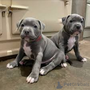 Photo №1. staffordshire bull terrier - for sale in the city of Marseilles | 1032$ | Announcement № 164313