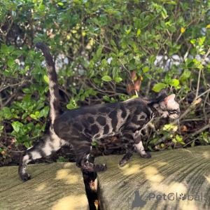 Photo №2 to announcement № 152714 for the sale of bengal cat - buy in Switzerland private announcement
