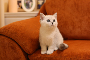 Photo №2 to announcement № 5241 for the sale of british shorthair - buy in Russian Federation from nursery, breeder