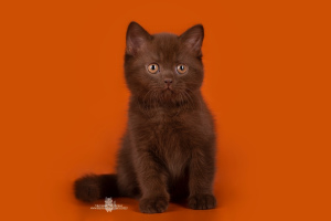 Photo №1. british shorthair - for sale in the city of St. Petersburg | negotiated | Announcement № 2043