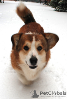 Photo №4. I will sell welsh corgi in the city of Mariupol. from nursery, breeder - price - 586$