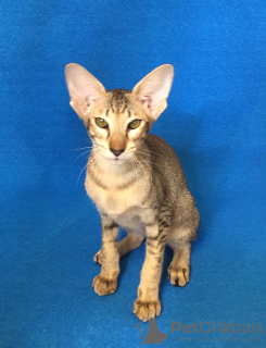 Photo №4. I will sell oriental shorthair in the city of Москва. from nursery - price - 611$